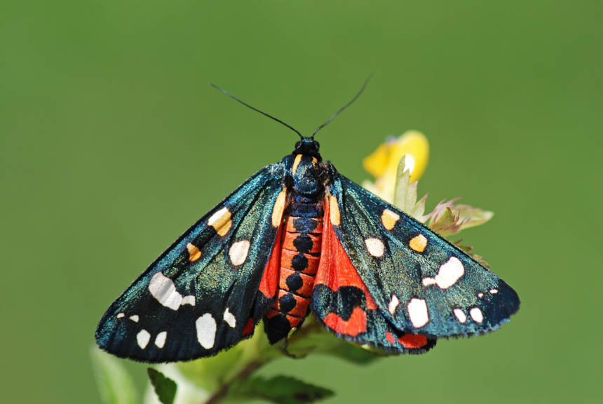 Callimorpha dominula